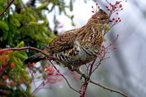 Grouse in A Tree