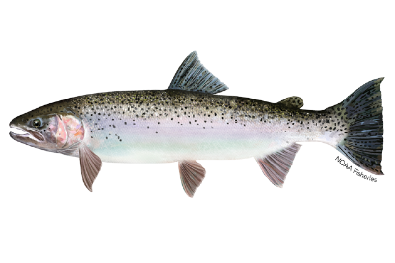 Steelhead trout